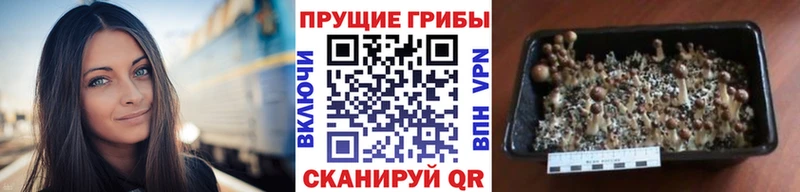 МЕГА онион  Заинск  Галлюциногенные грибы Psilocybe 